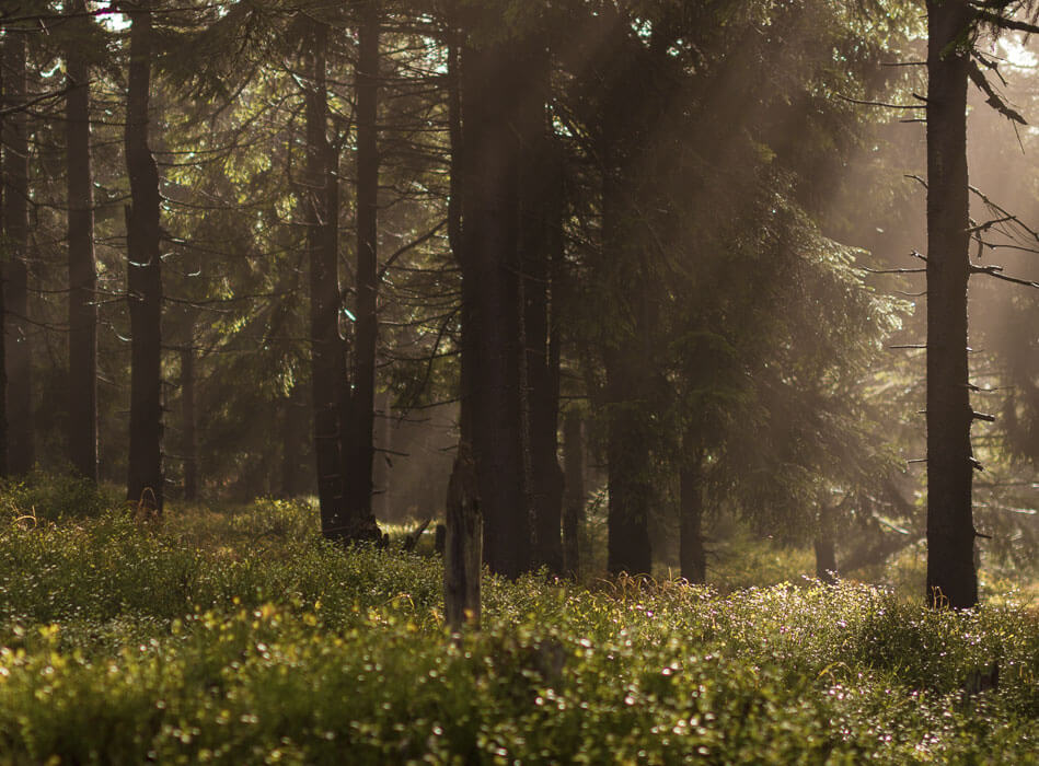 Wald Lichtstimmung